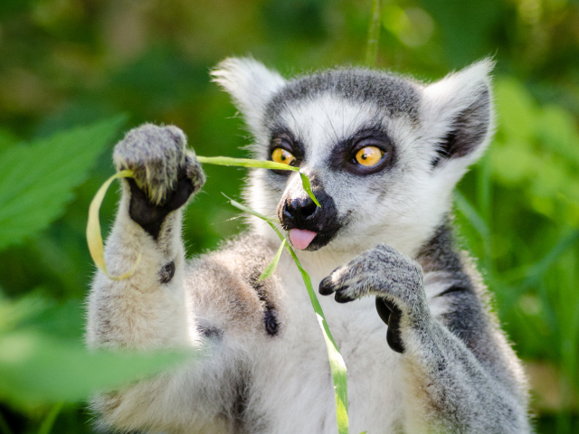 9. madagascar